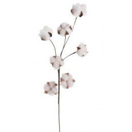 Gałązka bawełny x6..70 cm - naturalna bawełna
