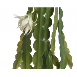 Epifilum kwitnące...80cm - sztuczna roślina