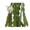 Epifilum kwitnące...80cm - sztuczna roślina