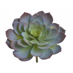 Sukulent Echeveria 26x21cm