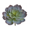 Sukulent Echeveria 26x21cm