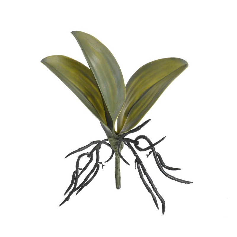 Liście storczyka 32x22 cm