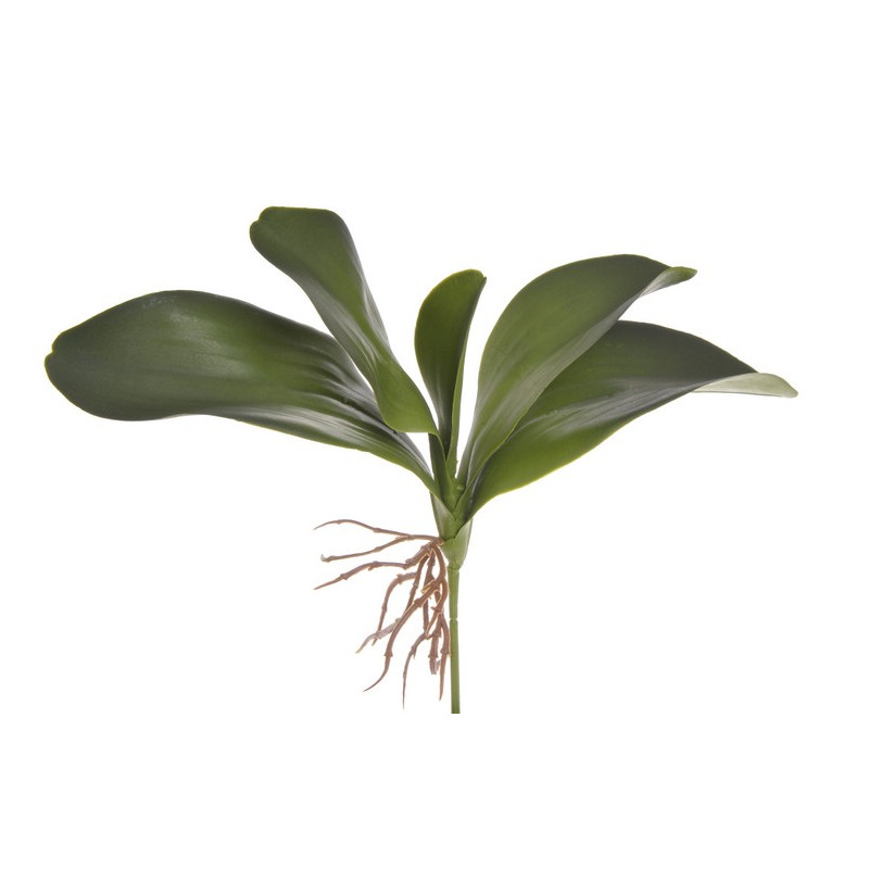 Liście storczyka 27cm