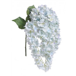 Hortensja wisząca x5  l.wiosenny 80 cm