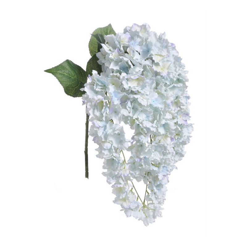 Hortensja wisząca x5  l.wiosenny 80 cm