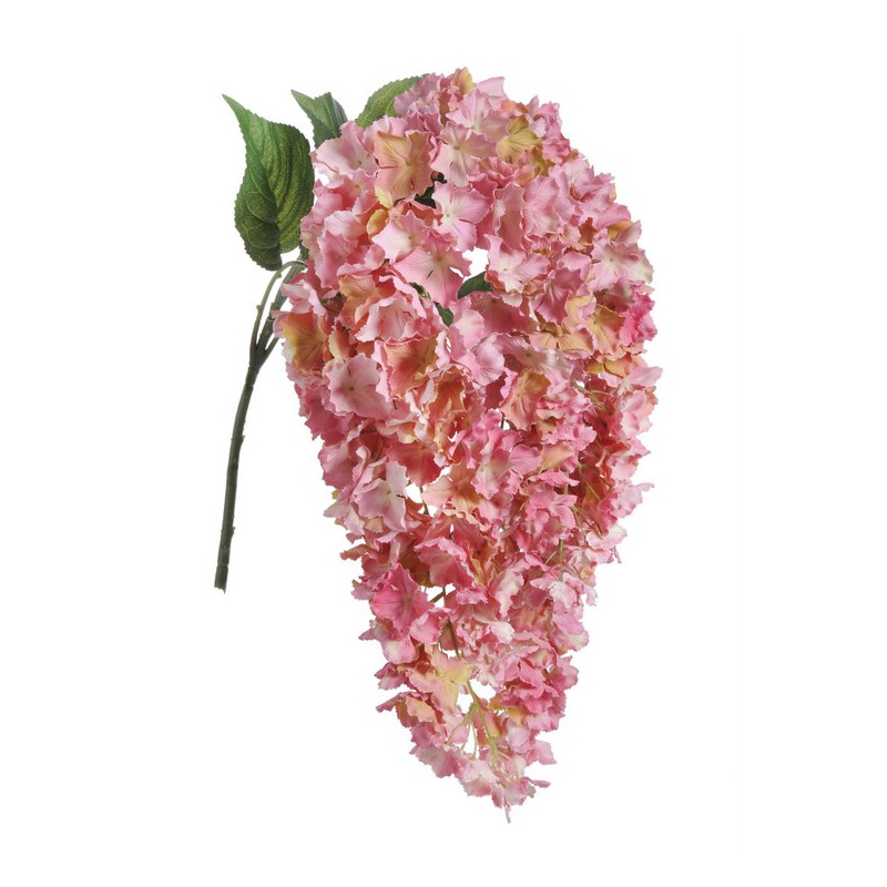 Hortensja wisząca x5  l.wiosenny 80 cm