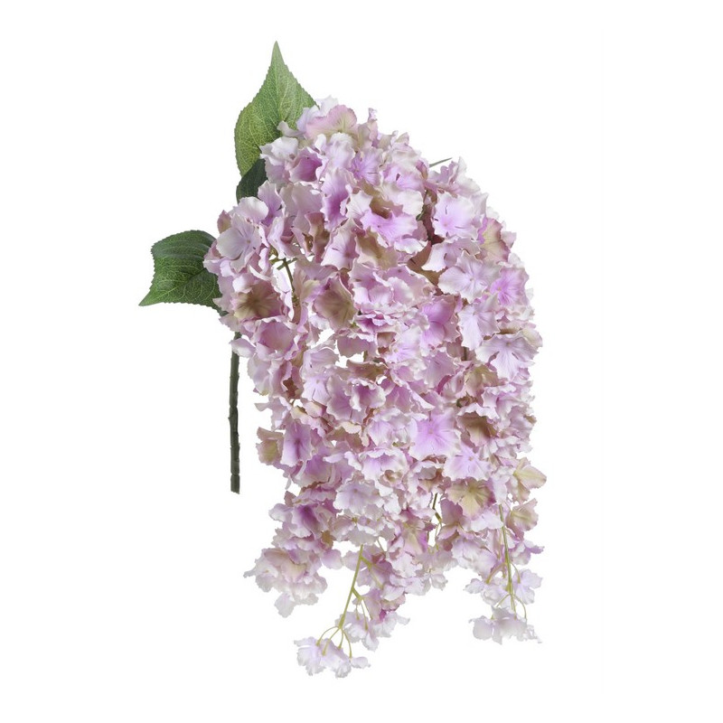 Hortensja wisząca x5  l.wiosenny 80 cm