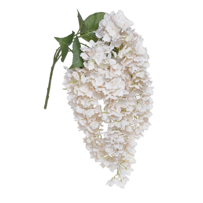 Hortensja wisząca x5  l.wiosenny 80 cm