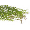 Sztuczna roślina wisząca x1..100 cm
