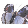 Motyl na klipie..24cm - olbrzymi