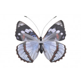 Motyl na klipie..24cm - olbrzymi