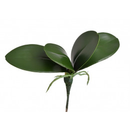 Liście storczyka..25 cm