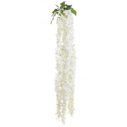 Kwitnąca wisteria x5 zwisająca..115 cm