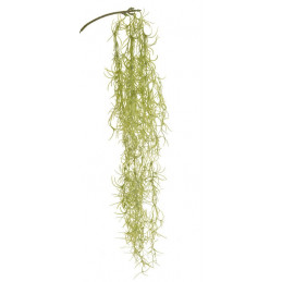 Tilancja zwisająca..72 cm
