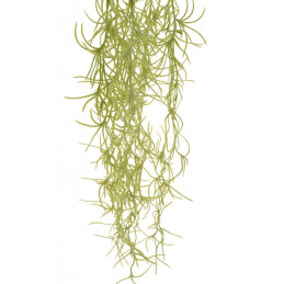 Tilancja zwisająca..72 cm