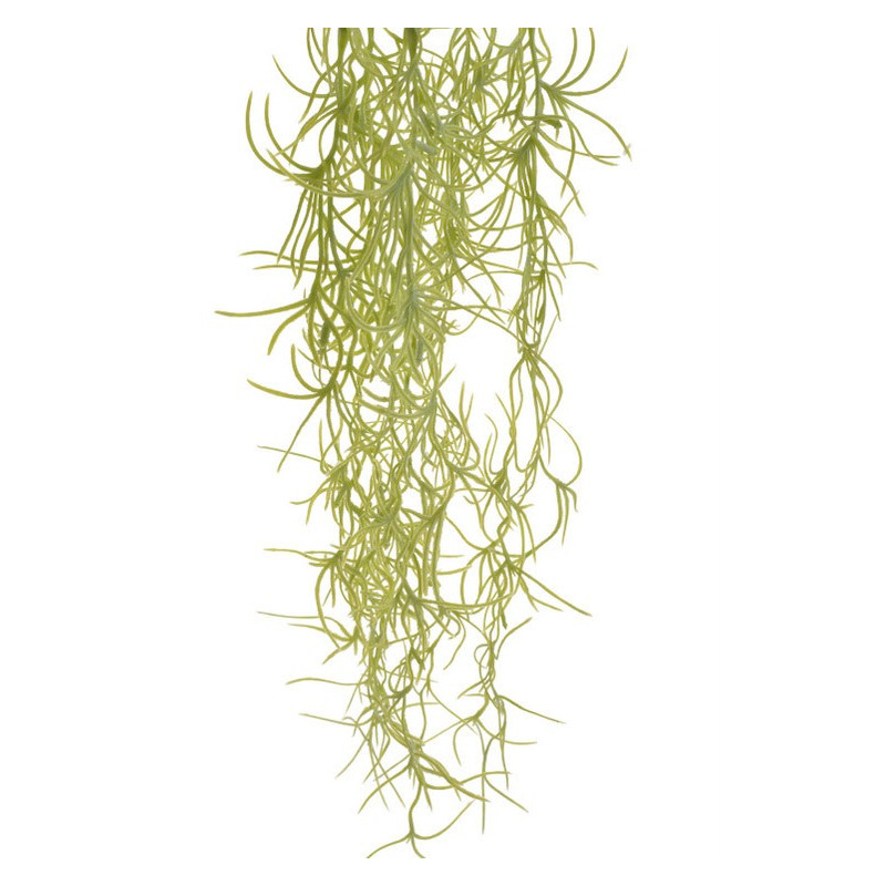 Tilancja zwisająca..72 cm