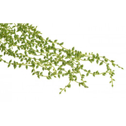 Sztuczna roślina wisząca x1..76 cm