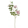 Galazka rozy 75 cm