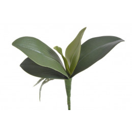 Liście storczyka 26 cm