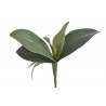 Liście storczyka 26 cm