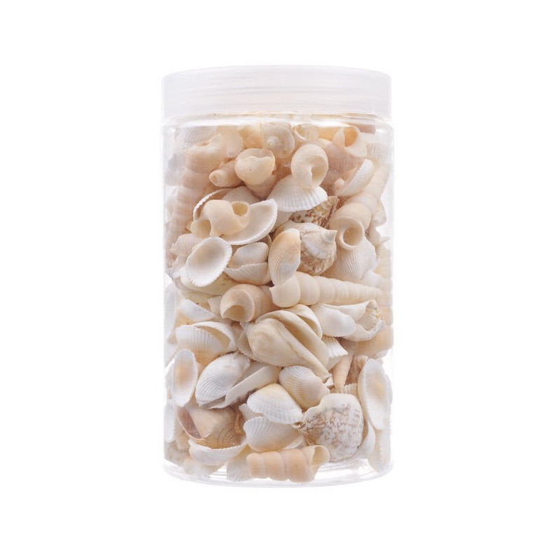 Muszle MIX pojemnik, ± 800g_2,5-6 cm