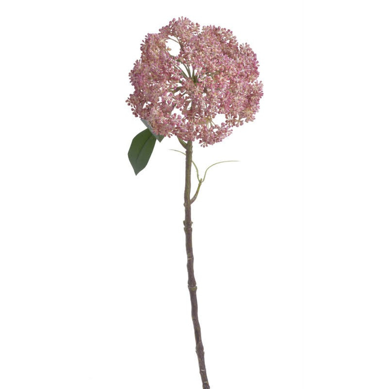 Czosnek duży x1..53 cm