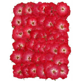 Prasowane kwiatki 2,5-3 cm - produkt naturalny