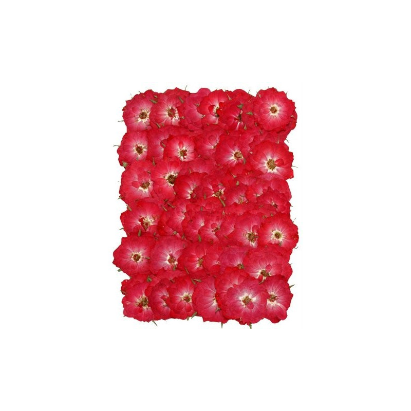 Prasowane kwiatki 2,5-3 cm - produkt naturalny