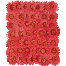 Prasowane kwiatki 4-5 cm - produkt naturalny