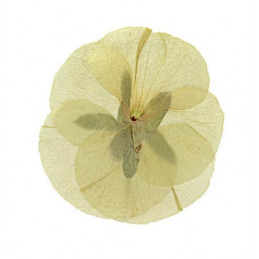 Prasowane kwiatki 4-5cm - produkt naturalny