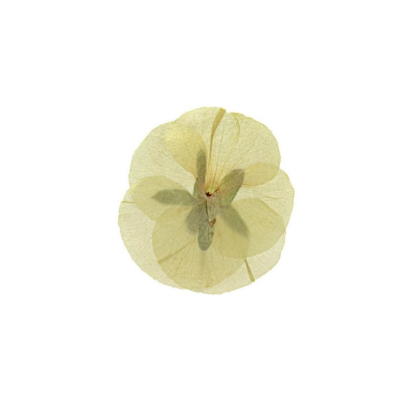 Prasowane kwiatki 4-5cm - produkt naturalny