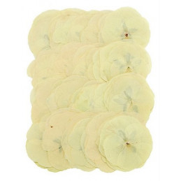 Prasowane kwiatki 4-5cm - produkt naturalny