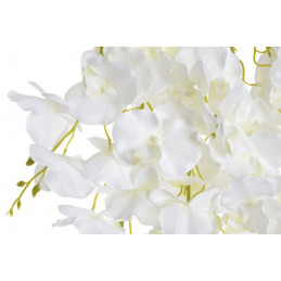 Płacząca orchidea..135 cm