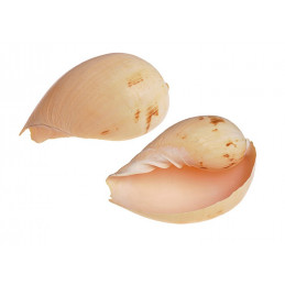 Muszla Red pathram small 16 cm