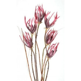 Pazurkowiec 95 cm - kwiat piankowy