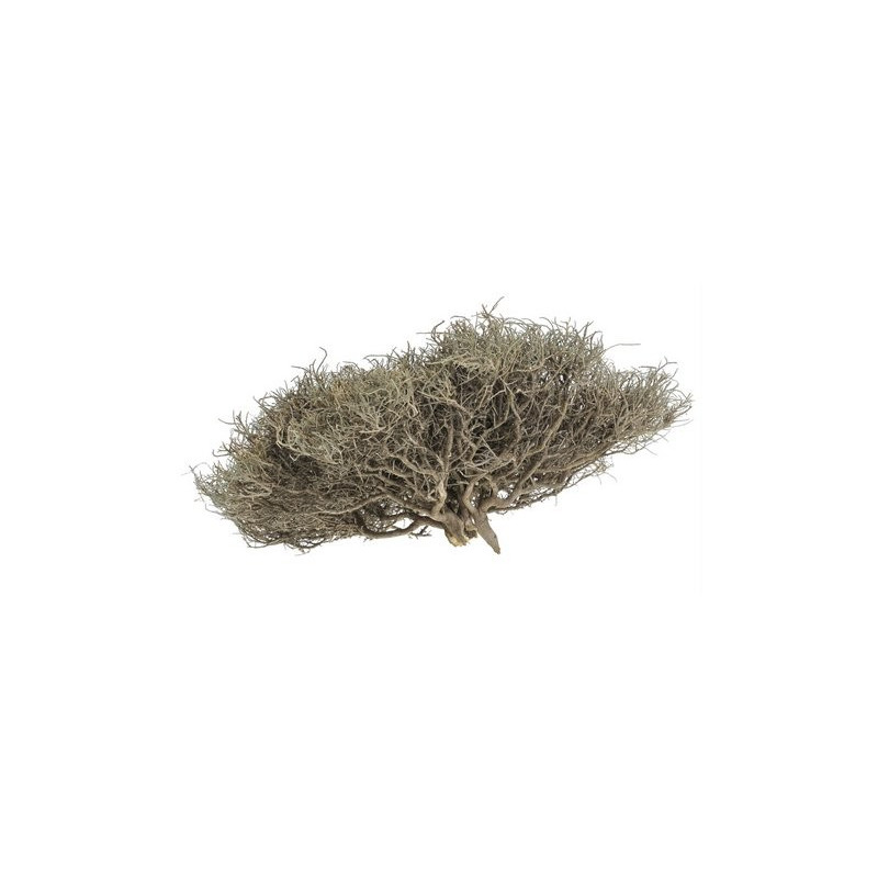 Iron Bush 25-30 cm