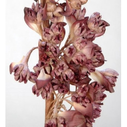 Tangorośl ( dużo kwiatów ) h120 cm - wyrób piankowy