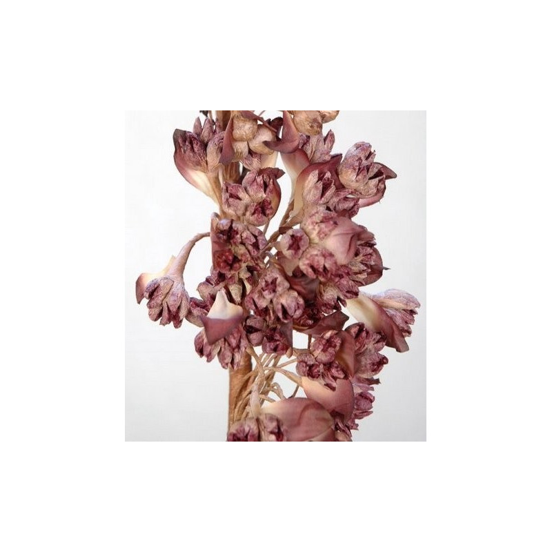 Tangorośl ( dużo kwiatów ) h120 cm - wyrób piankowy