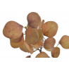 Eukaliptus populus 70 cm - sztuczna roślina