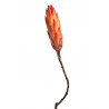 Repens bud red II grade..30-40cm - protea
