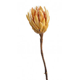 Repens cream duży two tone ( drugi gatunek ) H25-35cm - susz wybielany