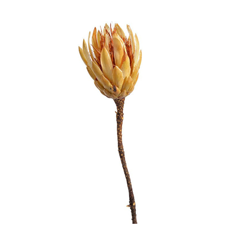 Repens cream duży two tone ( drugi gatunek ) H25-35cm - susz wybielany