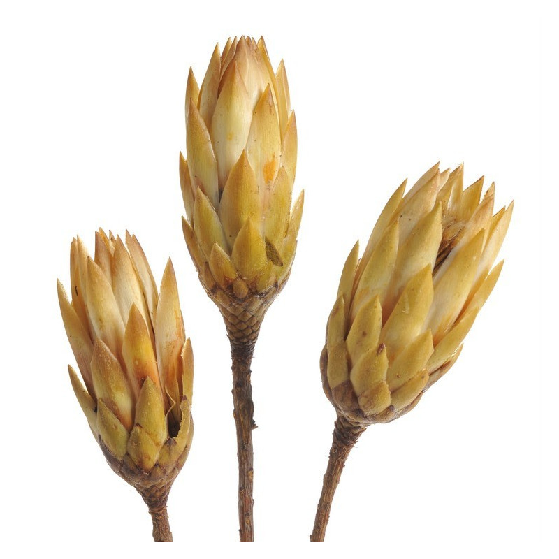 Repens cream duży two tone ( drugi gatunek ) H25-35cm - susz wybielany