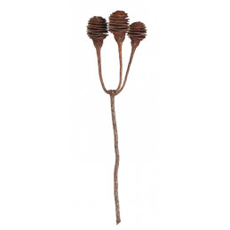 Platyspernum duże 3 40-45 cm   ( 3 szt/pacz) - susz