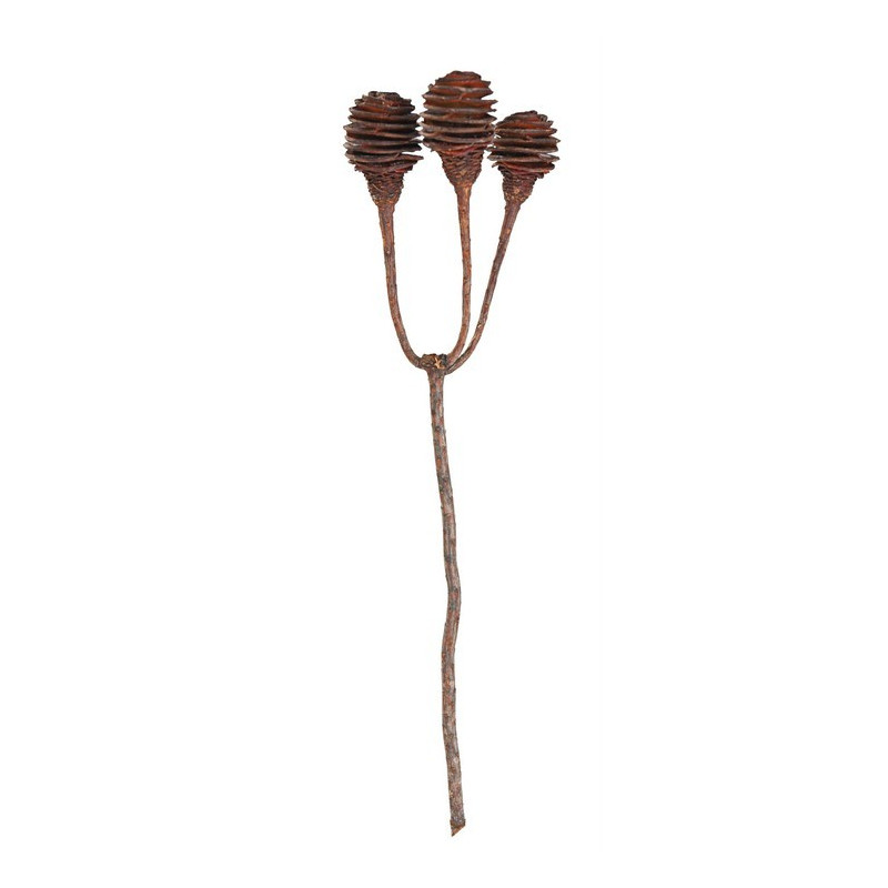 Platyspernum duże 3 40-45 cm   ( 3 szt/pacz) - susz