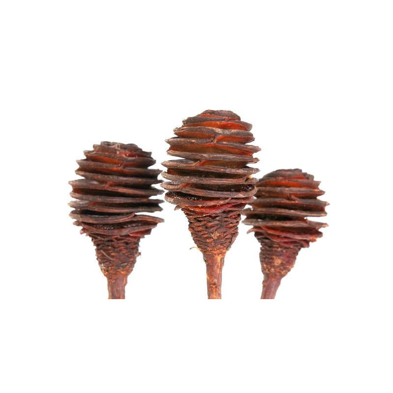 Platyspernum duże 3 40-45 cm  LUZ - susz