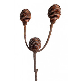 Platyspernum duże 3 40-45 cm  LUZ - susz