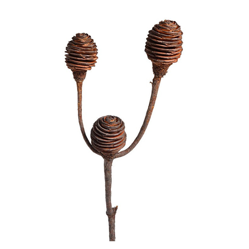 Platyspernum duże 3 40-45 cm  LUZ - susz