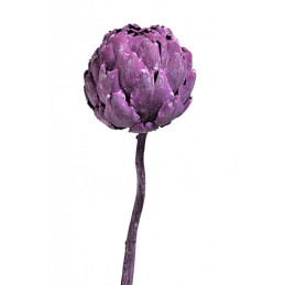 Artichoke bud frosted brombeer 20-30 cm - suszona roślina
