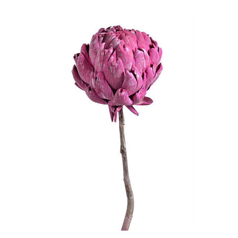 Artichoke bud frosted brombeer 20-30 cm - suszona roślina